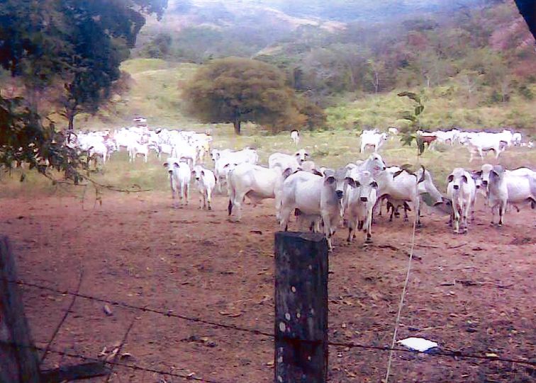 Immagine di Colombia. Vacche per il seminario maggiore di Girardot