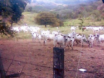 Immagine di Colombia. Vacche per il seminario maggiore di Girardot